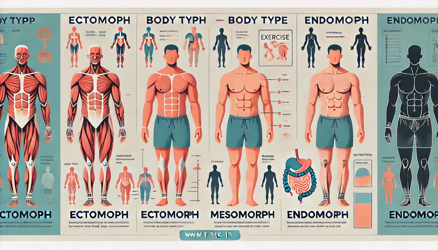 fitpic.ir - انواع تیپ بدنی: تشخیص، ویژگی‌ها و برنامه‌های تمرینی مناسب <p style="text-align: right; ">آگاهی از <strong>انواع تیپ بدنی</strong> می‌تواند نقش مؤثری در طراحی برنامه‌های تمرینی و تغذیه‌ای ایفا کند. افراد با توجه به نوع تیپ بدنی خود می‌توانند رژیم‌ها و ورزش‌هایی را انتخاب کنند که بیشترین تأثیر را بر عملکرد و ظاهر فیزیکی‌شان داشته باشد. در این مقاله، انواع تیپ بدنی و ویژگی‌های مرتبط با هر کدام مورد بررسی قرار می‌گیرند.</p><h3 style="text-align: right;">انواع تیپ بدنی و ویژگی‌های آنها</h3><ol><li><p style="text-align: right;"><strong>اکتومورف (Ectomorph)</strong>:
افراد با تیپ بدنی <strong>اکتومورف</strong> معمولاً دارای استخوان‌بندی نازک، قد بلند و عضلات کوچک‌تر هستند. آنها به‌سختی وزن می‌گیرند و سریعاً کالری می‌سوزانند. این افراد به تمرینات قدرتی با وزنه‌های سنگین و مصرف کالری بالا برای افزایش عضله نیاز دارند.</p><ul><li><div style="text-align: right;"><span style="font-size: 1rem;">ویژگی‌ها:</span></div><ul><li style="text-align: right;">کم‌چربی</li><li style="text-align: right;">سوخت و ساز بالا</li><li style="text-align: right;">نیاز به افزایش کالری در رژیم غذایی</li></ul></li><li><div style="text-align: right;"><span style="font-size: 1rem;">برنامه‌های تمرینی:</span></div><ul><li style="text-align: right;">تمرینات قدرتی با شدت بالا</li><li style="text-align: right;">تمرینات با تمرکز بر افزایش حجم عضلات</li></ul></li></ul></li><li><p style="text-align: right;"><strong>مزومورف (Mesomorph)</strong>:
این افراد دارای ساختار عضلانی و قدرت بدنی بیشتری هستند. بدن آنها به خوبی به تمرینات واکنش می‌دهد و به راحتی می‌توانند عضله‌سازی کنند. افراد با تیپ <strong>بدن فیتنس</strong> معمولاً در این دسته قرار می‌گیرند.</p><ul><li><div style="text-align: right;"><span style="font-size: 1rem;">ویژگی‌ها:</span></div><ul><li style="text-align: right;">بدن عضلانی و توپر</li><li style="text-align: right;">استعداد برای افزایش و کاهش وزن</li><li style="text-align: right;">قدرت و استقامت بالا</li></ul></li><li><div style="text-align: right;"><span style="font-size: 1rem;">برنامه‌های تمرینی:</span></div><ul><li style="text-align: right;">تمرینات ترکیبی قدرتی و هوازی</li><li style="text-align: right;">رژیم غذایی متعادل با ترکیب پروتئین، کربوهیدرات و چربی</li></ul></li></ul></li><li><p style="text-align: right;"><strong>اندومورف (Endomorph)</strong>:
افراد با این تیپ بدنی معمولاً مستعد ذخیره چربی هستند و برای کاهش وزن نیاز به تلاش بیشتری دارند. برنامه‌های غذایی و ورزشی خاص می‌توانند به کاهش چربی و افزایش عضله کمک کنند.</p><ul><li><div style="text-align: right;"><span style="font-size: 1rem;">ویژگی‌ها:</span></div><ul><li style="text-align: right;">استخوان‌بندی پهن</li><li style="text-align: right;">استعداد برای ذخیره چربی</li><li style="text-align: right;">متابولیسم آهسته‌تر</li></ul></li><li><div style="text-align: right;"><span style="font-size: 1rem;">برنامه‌های تمرینی:</span></div><ul><li style="text-align: right;">تمرینات هوازی و قدرتی</li><li style="text-align: right;">رژیم کم‌کالری و کنترل دقیق مصرف کربوهیدرات</li></ul></li></ul></li></ol><h3 style="text-align: right;">تشخیص تیپ بدنی مناسب برای خانم‌ها</h3><p style="text-align: right;"><strong>انواع تیپ بدنی خانم‌ها</strong> می‌تواند شامل ترکیبی از ویژگی‌های هر سه دسته فوق باشد. بسیاری از خانم‌ها به دلیل تفاوت‌های ژنتیکی، تغییرات هورمونی و سطح فعالیت‌های فیزیکی، تیپ‌های بدنی مختلفی دارند. برخی از رایج‌ترین ترکیب‌ها عبارت‌اند از:</p><ul><li style="text-align: right;"><strong>دختر اسکینی چیست؟</strong>: اصطلاحی برای افرادی که بدن لاغر و بدون چربی زیادی دارند. این افراد معمولاً در گروه <strong>اکتومورف</strong> قرار می‌گیرند.</li><li style="text-align: right;"><strong>هیکل اسکینی</strong> و <strong>اندام اسکینی</strong> به بدن‌هایی اشاره دارند که لاغر و بدون حجم عضلانی زیاد هستند. با تمرینات خاص و تغذیه مناسب، می‌توان به افزایش حجم و تناسب این تیپ کمک کرد.</li></ul><h3 style="text-align: right;">نکات کلیدی برای برنامه‌ریزی تمرین و تغذیه</h3><ul><li style="text-align: right;">استفاده از <strong>رژیم فستینگ </strong>می‌تواند برای کاهش وزن در برخی تیپ‌ها مؤثر باشد، اما انتخاب رژیم غذایی باید مطابق با تیپ بدنی باشد.</li><li style="text-align: right;"><strong>انواع ورزش</strong> برای هر تیپ بدنی متناسب با نیازهای خاص آن‌ها متفاوت است؛ مثلاً افراد <strong>اکتومورف</strong> به تمرینات افزایش حجم و مصرف کالری بالا نیاز دارند.</li></ul><h3 style="text-align: right;">فیت مد و تمرینات بدن‌سازی</h3><p style="text-align: right; "><strong>بدن فیتنسی</strong> و بدن‌سازی به دلیل تنوع تمرینات می‌تواند برای هر تیپ بدنی مناسب باشد. با این حال، توجه به ویژگی‌های هر تیپ برای دستیابی به نتایج بهتر ضروری است. برنامه‌های تمرینی و رژیم‌های غذایی متناسب با تیپ بدنی شما می‌تواند تغییرات مثبت در <strong>تیپ بدنی</strong> و ظاهر فیزیکی‌تان ایجاد کند.</p> فیت پیک