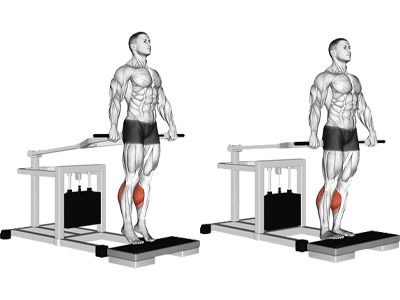 تصویر و عکس و ویدیو آموزش ساق پا دستگاه ایستاده